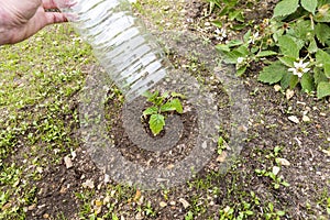 Small tomatoes plant in garden, with plastic bottle on it to protect from the frozen time