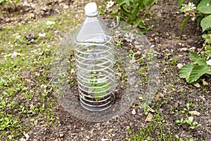 Small tomatoes plant in garden, with plastic bottle on it to protect from the frozen time