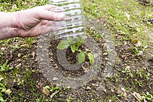 Small tomatoes plant in garden, with plastic bottle on it to protect from the frozen time