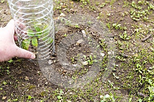 Small tomatoes plant in garden, with plastic bottle on it to protect from the frozen time