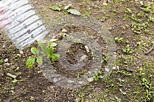 Small tomatoes plant in garden, with plastic bottle on it to protect from the frozen time