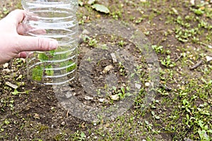 Small tomatoes plant in garden, with plastic bottle on it to protect from the frozen time