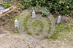 Small tomatoes plant in garden, with plastic bottle on it to protect from the frozen time