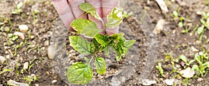 Small tomatoes plant in garden, with yellow greenich leaves, bad health, need water