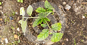 Small tomatoes plant in garden, with yellow greenich leaves, bad health, need water