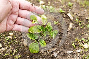 Small tomatoes plant in garden, with yellow greenich leaves, bad health, need water