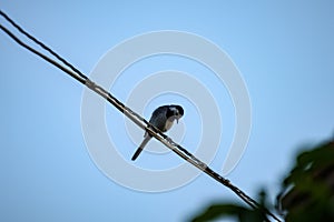 small tomtit bird with worm in the beak