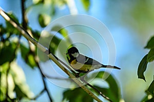 small tomtit bird with worm in the beak