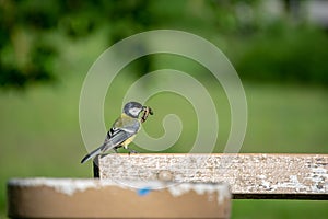 small tomtit bird with worm in the beak