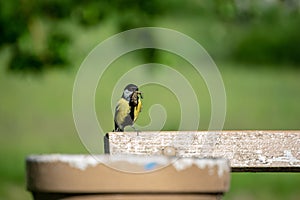 small tomtit bird with worm in the beak