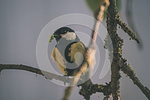small tomtit bird with worm in the beak - vintage retro look
