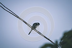 small tomtit bird with worm in the beak - vintage retro look