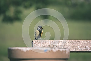 small tomtit bird with worm in the beak - vintage retro look