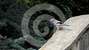 A small tomtit walks on a stone fence in autumn in slo-mo