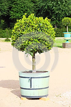 Small topiary tree in the pot