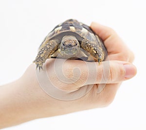 Small tortoise (turtle) in hand