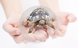 Small tortoise (turtle) in hands