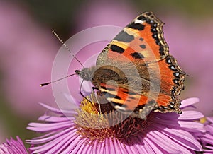 Small Tortoiseshell