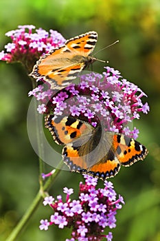 Small tortoiseshell or Aglais