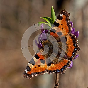 Small tortoiseshell, Aglais urticae