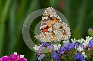 Small tortoiseshell Aglais urticae butterfly