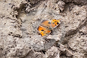 The small tortoiseshell Aglais urticae - is a butterfly in the family Nymphalidae
