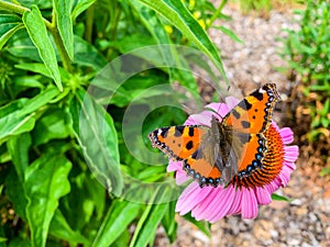 The small tortoiseshell Aglais urticae is a colourful Eurasian butterfly in the family Nymphalidae