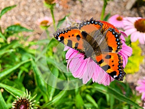 The small tortoiseshell Aglais urticae is a colourful Eurasian butterfly in the family Nymphalidae photo