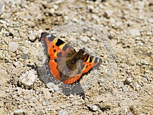 Small tortoiseshell (Aglais urticae) in High Tatras, Slovakia