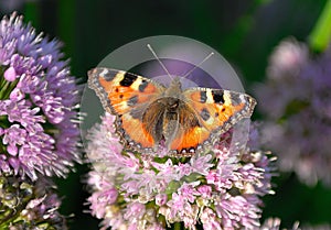 Small tortoiseshell (Aglais urticae L.)