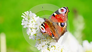 The small tortoiseshell Aglais urticae L. is a colourful Eurasian butterfly in the family Nymphalidae. It is a medium-sized