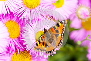 Small tortoiseshell Aglais urticae on a Mexican fleabane or Erigeron karvinskianus in flower