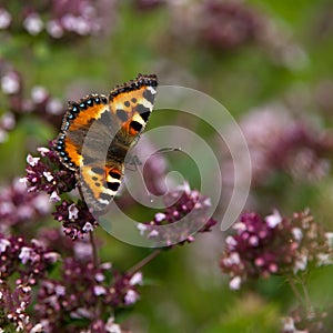 Small Tortoiseshell (Aglais urticae), Sweden