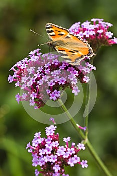 Small tortoiseshell or Aglais urticae on Verbena photo