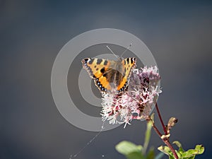 Small Tortoiseshell aka Aglais urticae on Hemp-agrimony aka Eupatorium cannabinum. With copyspace.