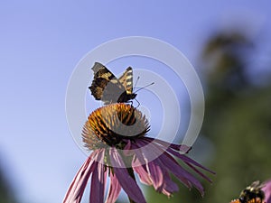 Small Tortoiseshell buttefly on a purple coneflower