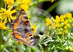 Small tortoiseshell butterfly