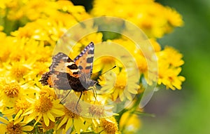 Small tortoiseshell butterfly