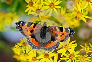 Small tortoiseshell butterfly