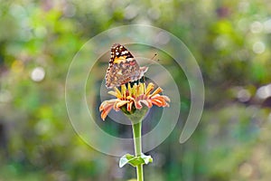 Small tortoiseshell butterfly