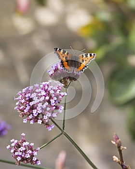 Small Tortoiseshell Butterfly