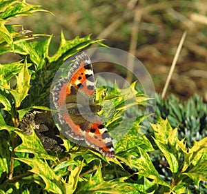 Small Tortoiseshell butterfly aglais urtica on green shrubbery.