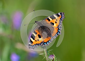 Small Tortoiseshell butterfly (Aglais urticae)