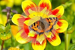 Small tortoiseshell butterfly, Aglais urticae