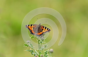 Small tortoiseshell butterfly, Aglais urticae