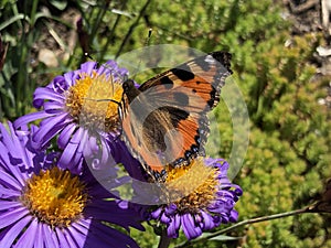 The small tortoiseshell butterfly Aglais urticae, Der Kleine Fuchs Schmetterling or Koprivina ridja ili Leptir Mali koprivar