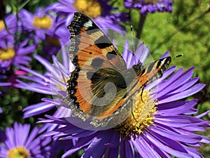 The small tortoiseshell butterfly Aglais urticae, Der Kleine Fuchs Schmetterling or Koprivina ridja ili Leptir Mali koprivar