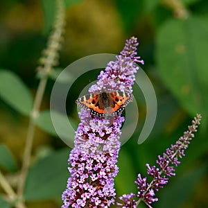Small Tortoiseshell butterfly Aglais urticae feeding on Buddleia bush summer lilac flower in cottage garden
