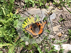 The small tortoiseshell butterfly Aglais urticae or Kleiner Fuchs Schmetterling, Innerthal