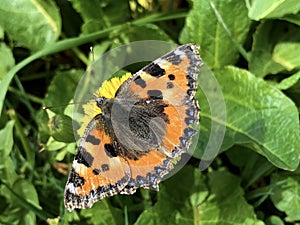 The small tortoiseshell butterfly Aglais urticae or Kleiner Fuchs Schmetterling, Innerthal